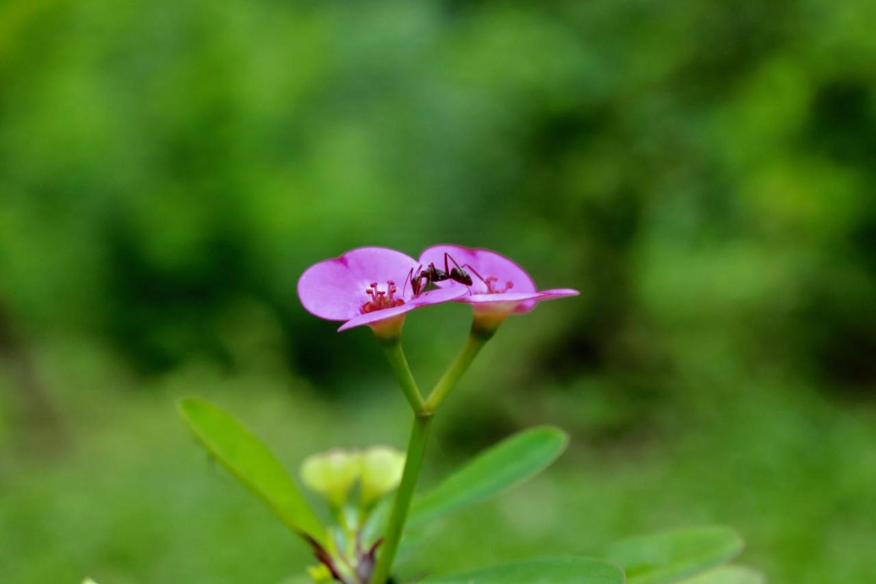 Paradise Eco Garden Kitulgala Bagian luar foto